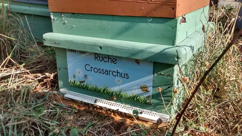 La ruche Crossarchus