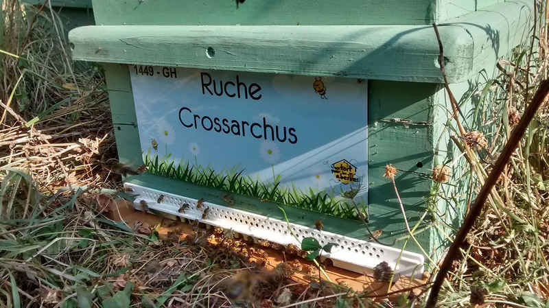 La ruche Crossarchus