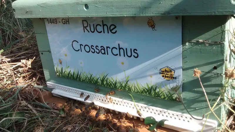 La ruche Crossarchus