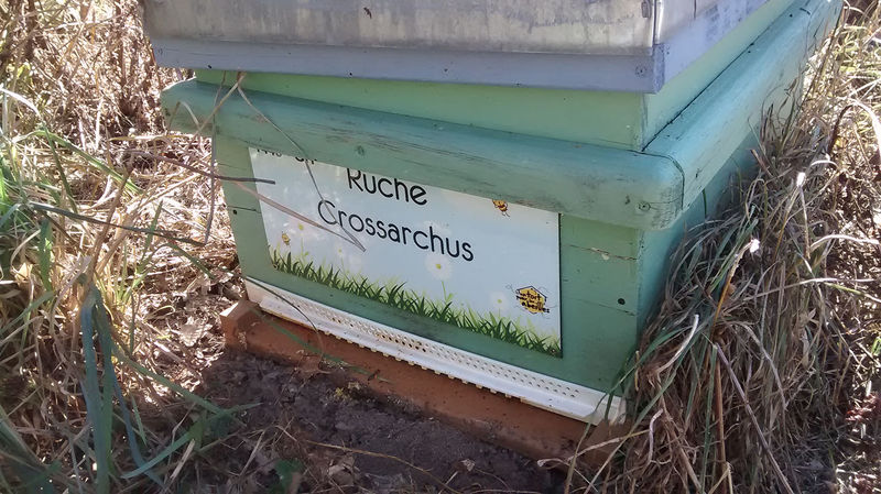 La ruche Crossarchus