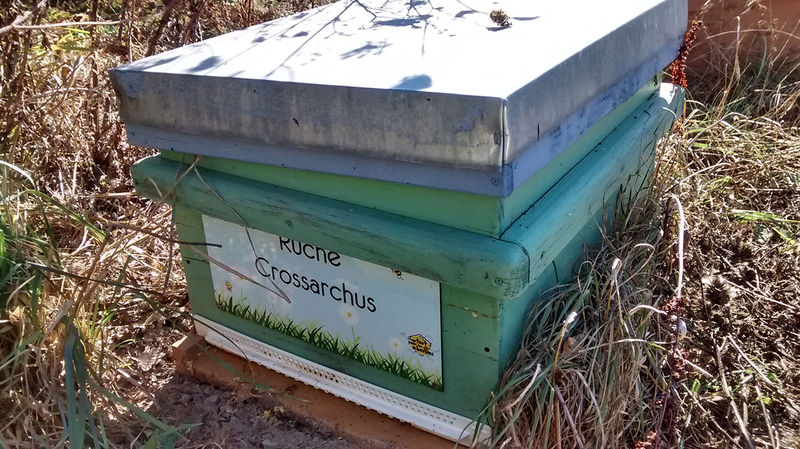 La ruche Crossarchus