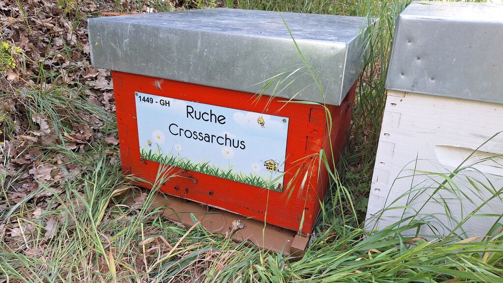 La ruche Crossarchus