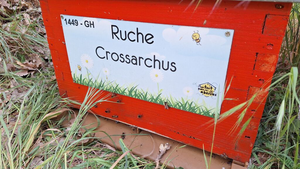 La ruche Crossarchus