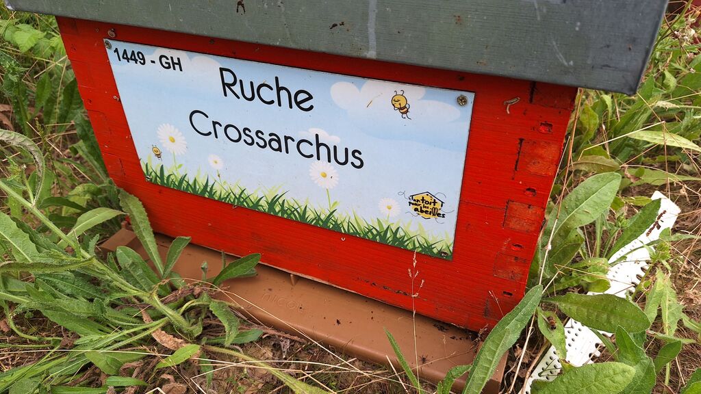 La ruche Crossarchus