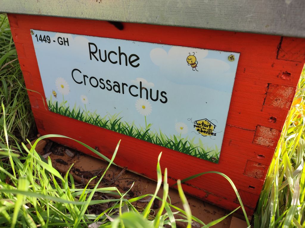 La ruche Crossarchus