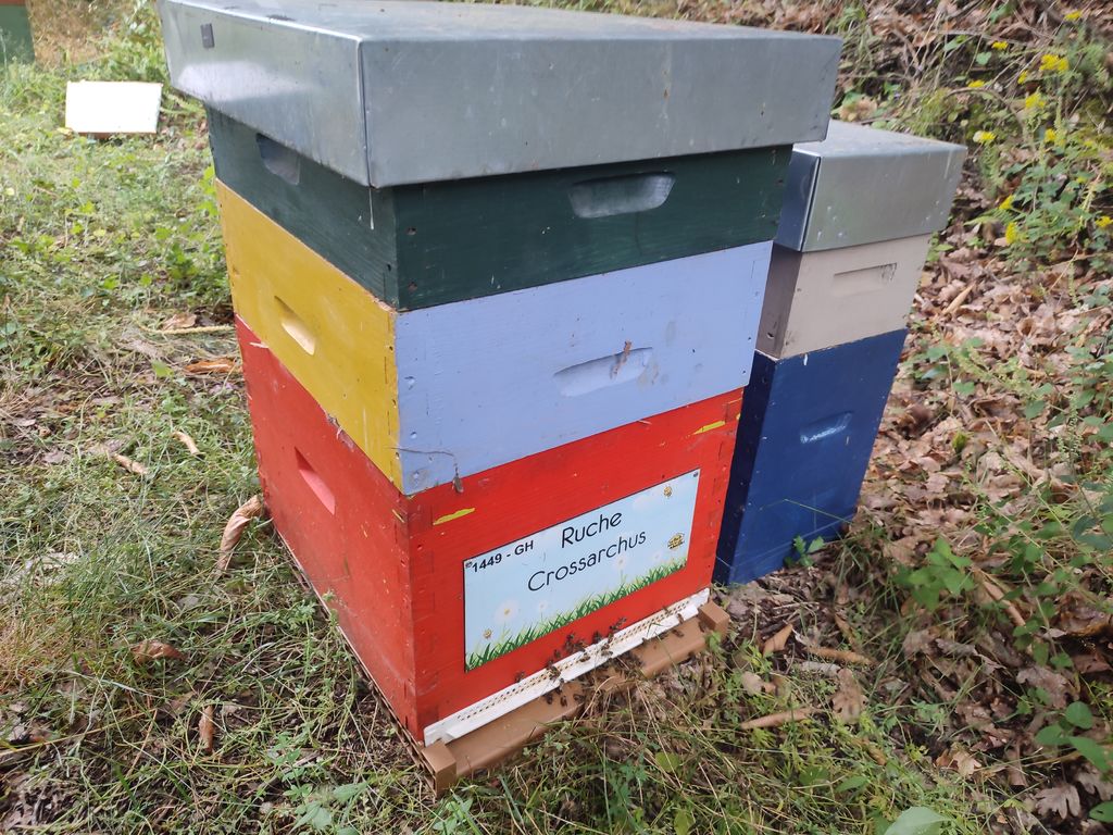 La ruche Crossarchus