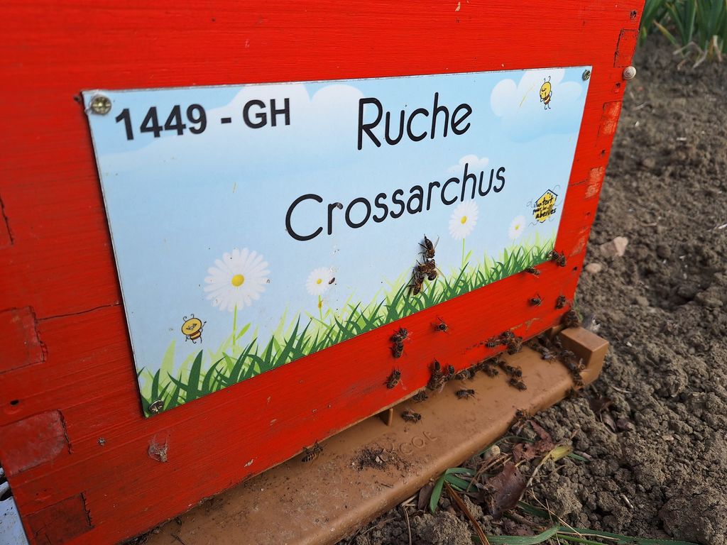 La ruche Crossarchus