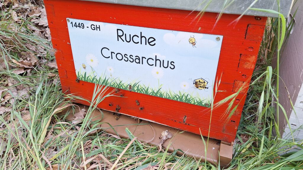 La ruche Crossarchus