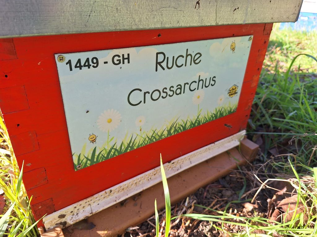 La ruche Crossarchus