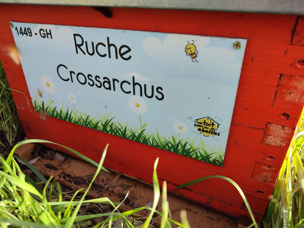 La ruche Crossarchus