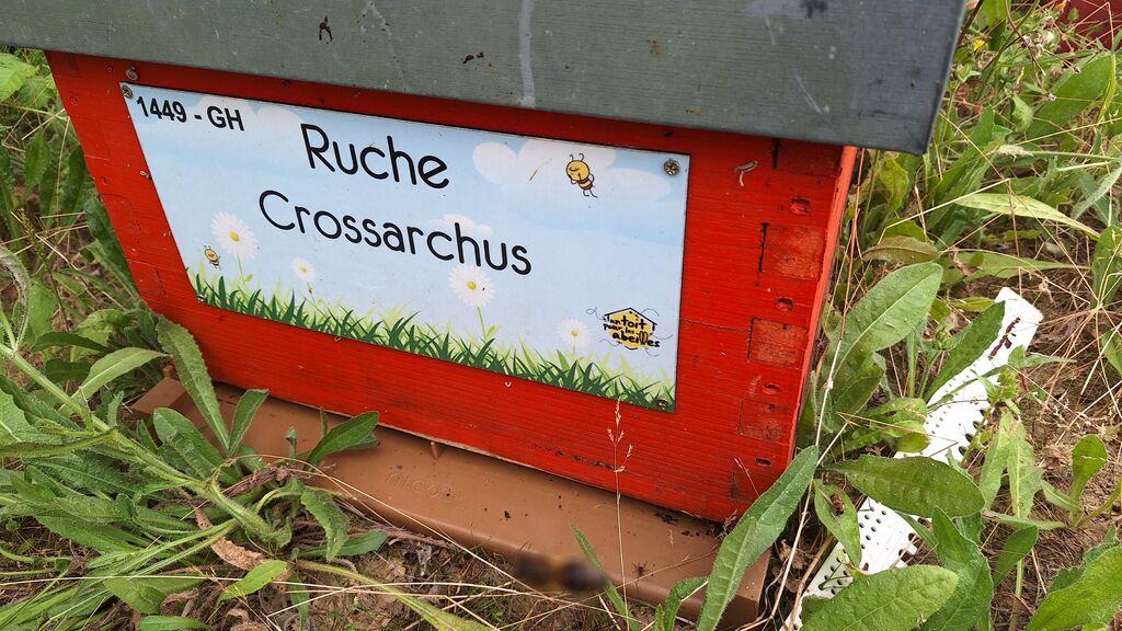 La ruche Crossarchus