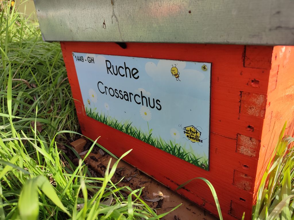 La ruche Crossarchus