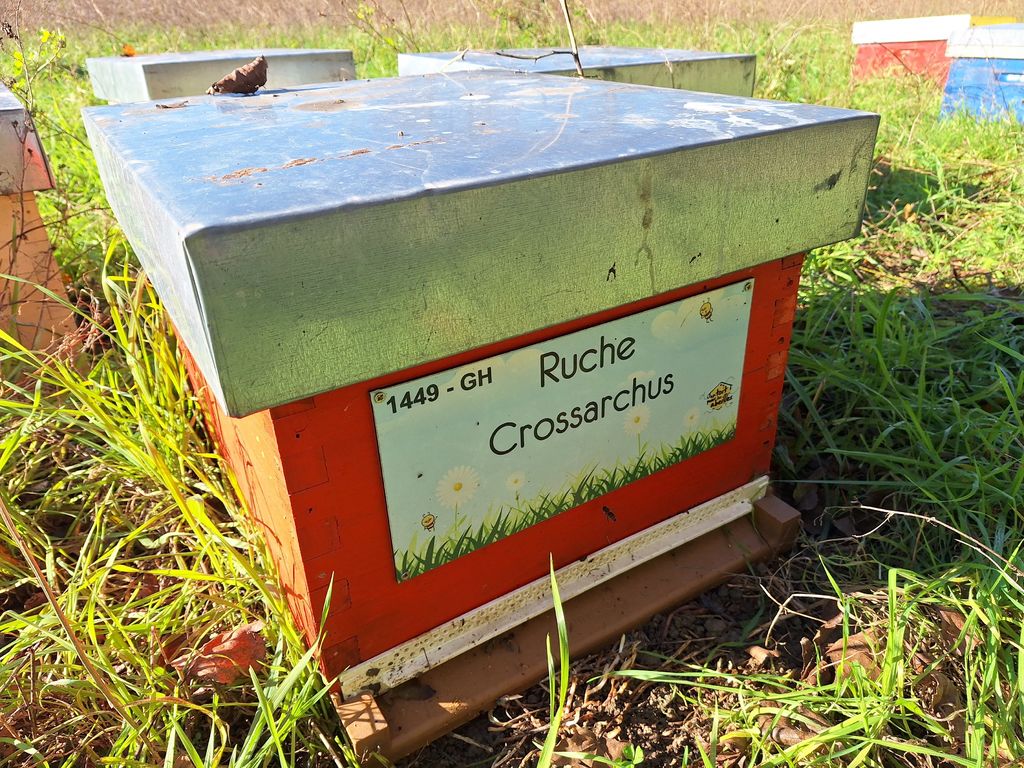 La ruche Crossarchus