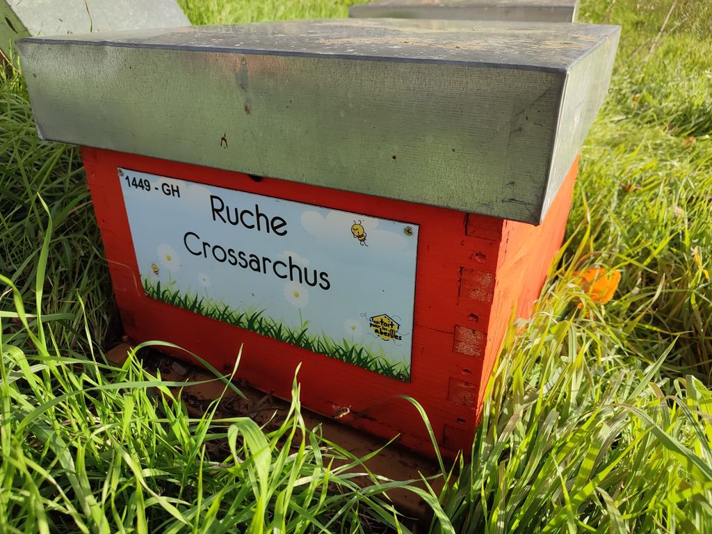 La ruche Crossarchus