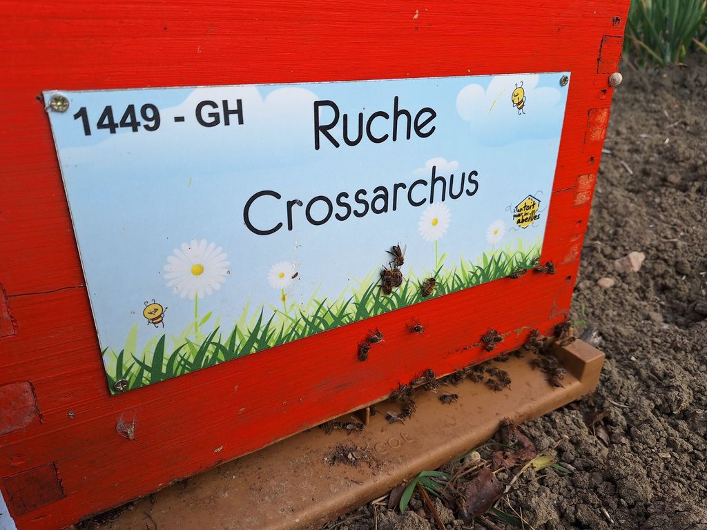 La ruche Crossarchus