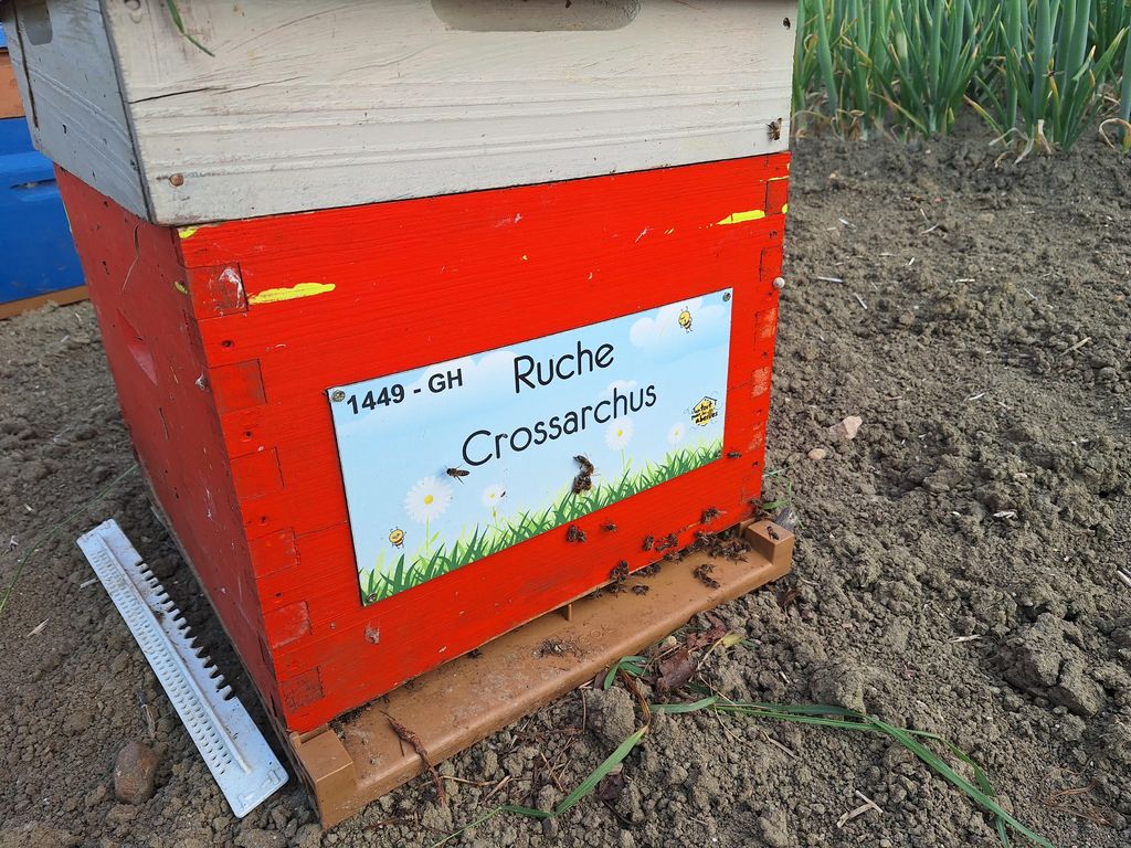 La ruche Crossarchus
