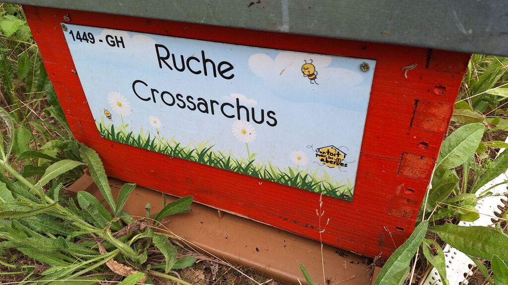La ruche Crossarchus