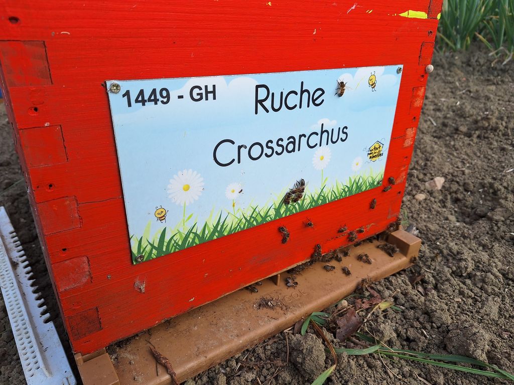 La ruche Crossarchus