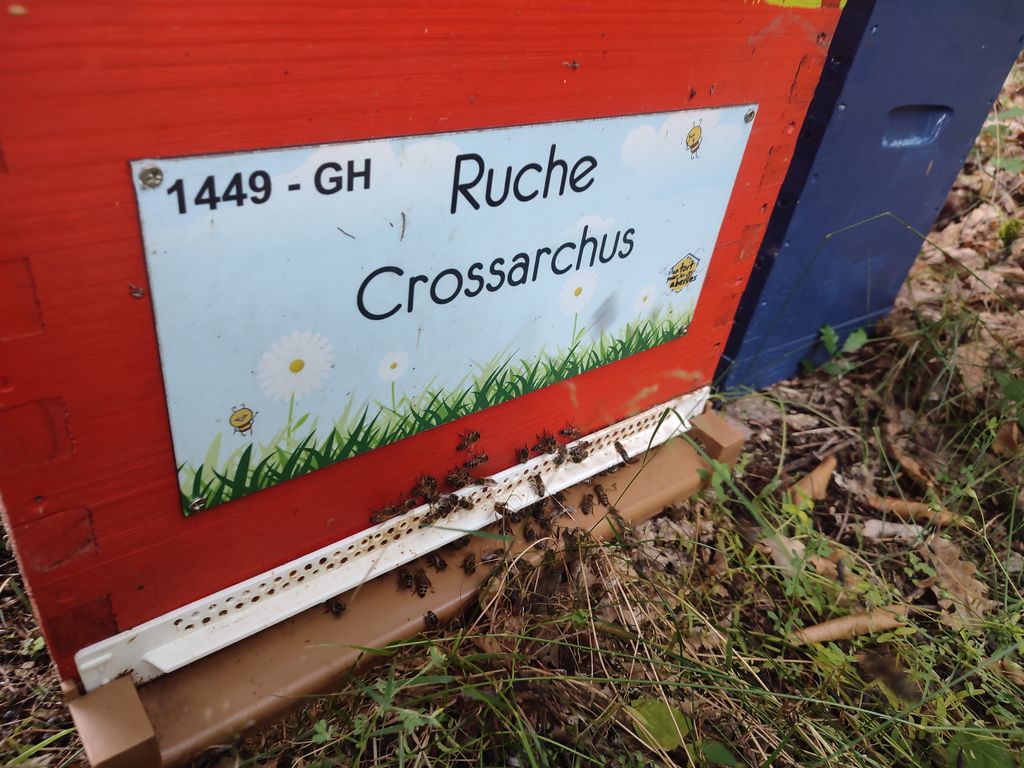La ruche Crossarchus