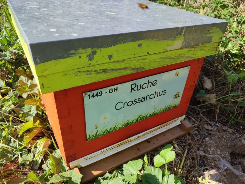 La ruche Crossarchus