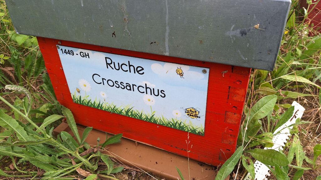 La ruche Crossarchus