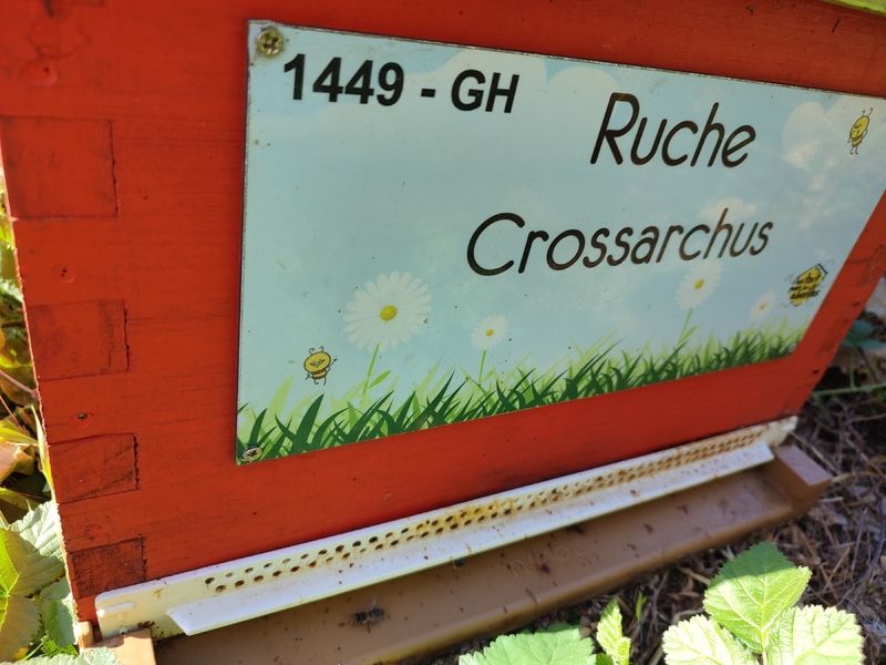 La ruche Crossarchus
