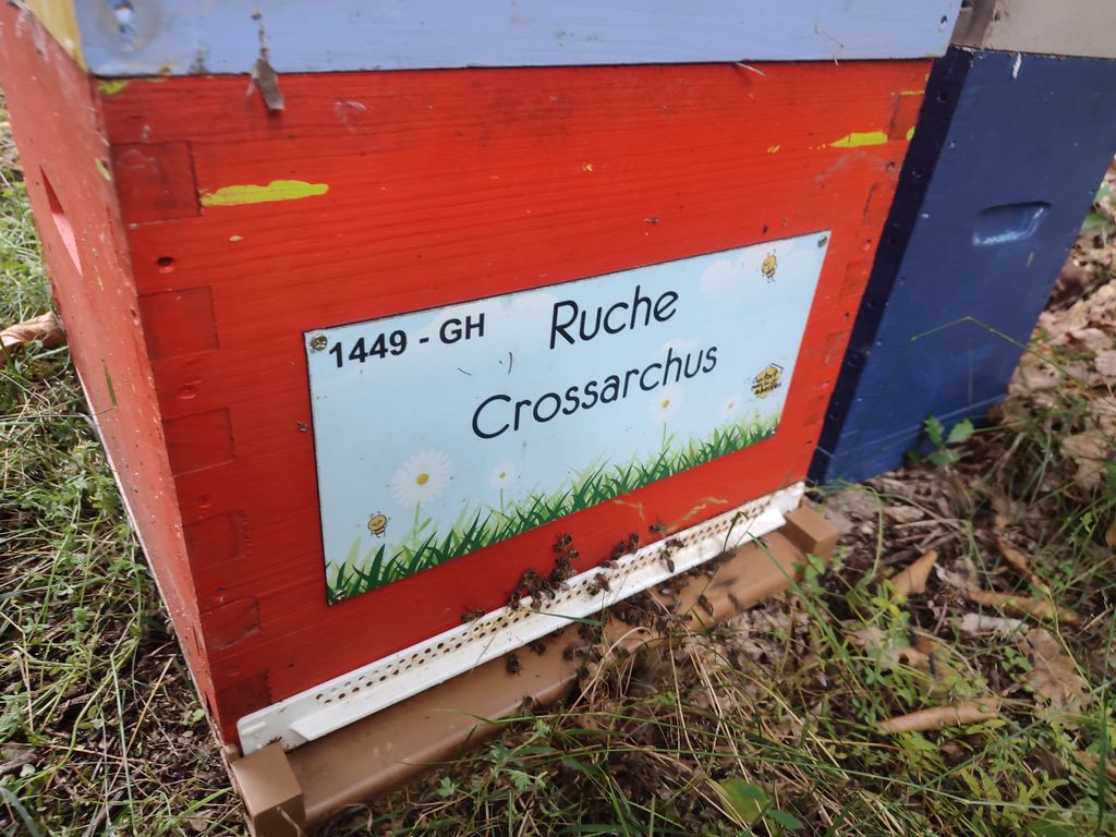 La ruche Crossarchus
