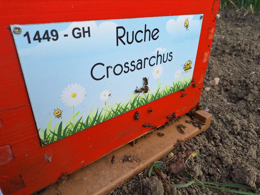 La ruche Crossarchus