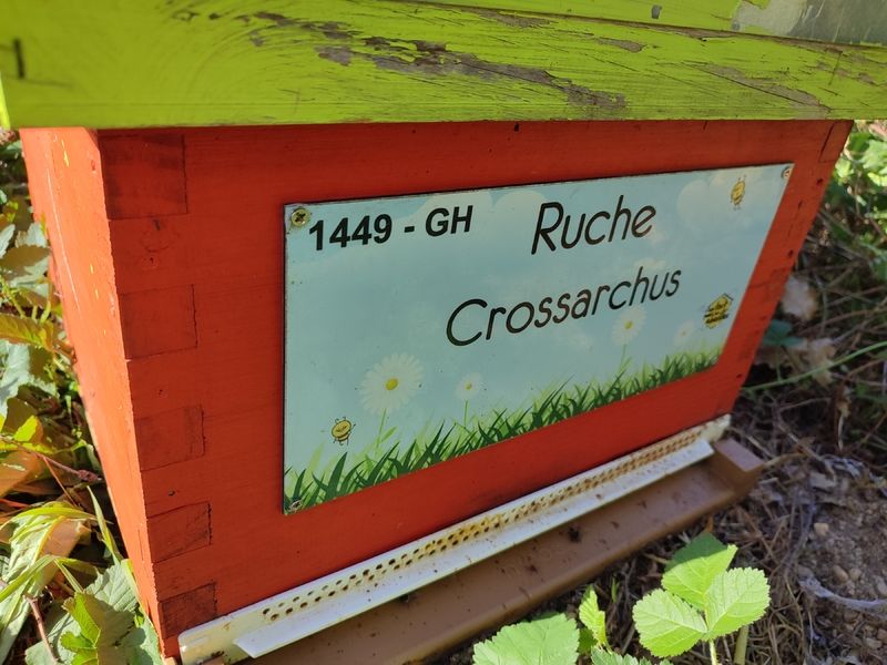 La ruche Crossarchus