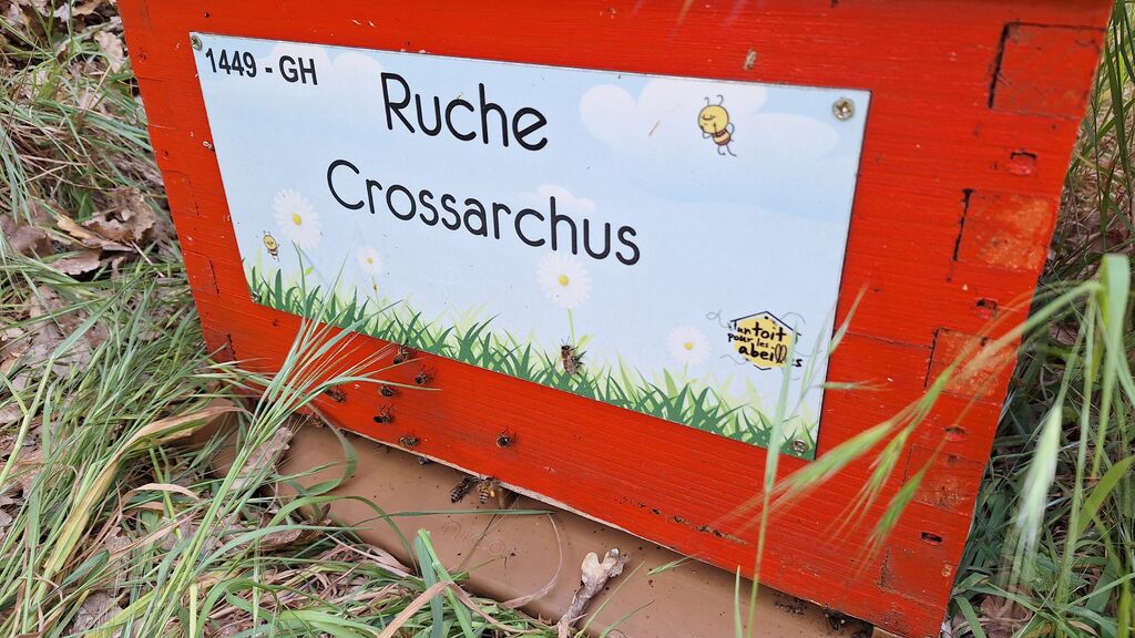 La ruche Crossarchus