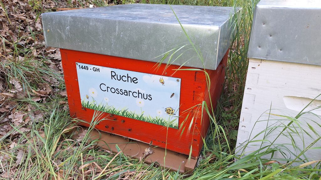 La ruche Crossarchus