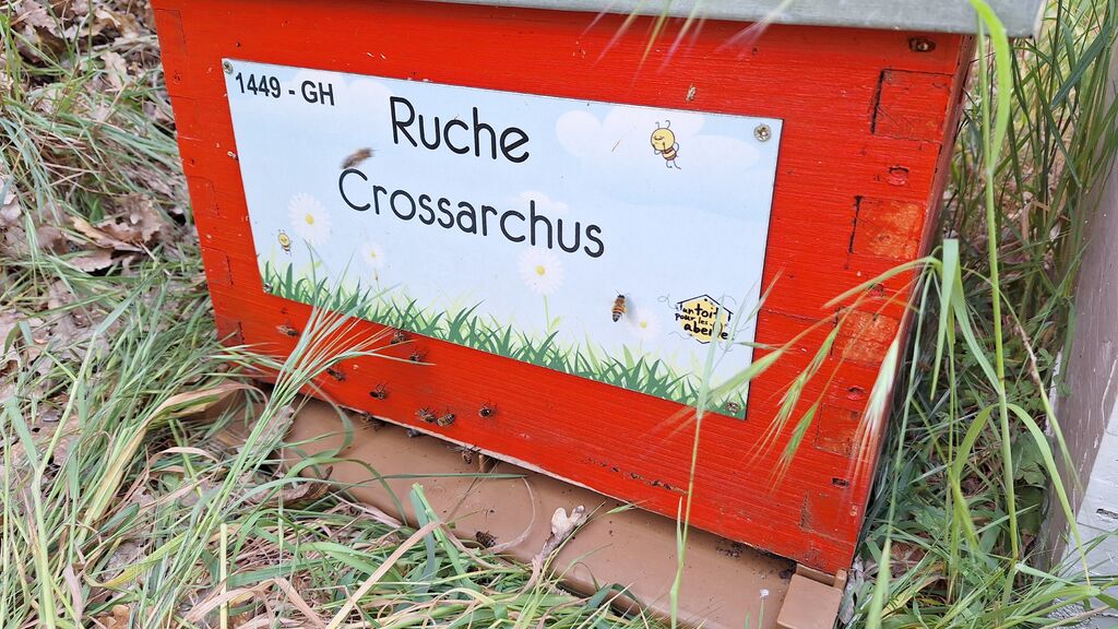 La ruche Crossarchus