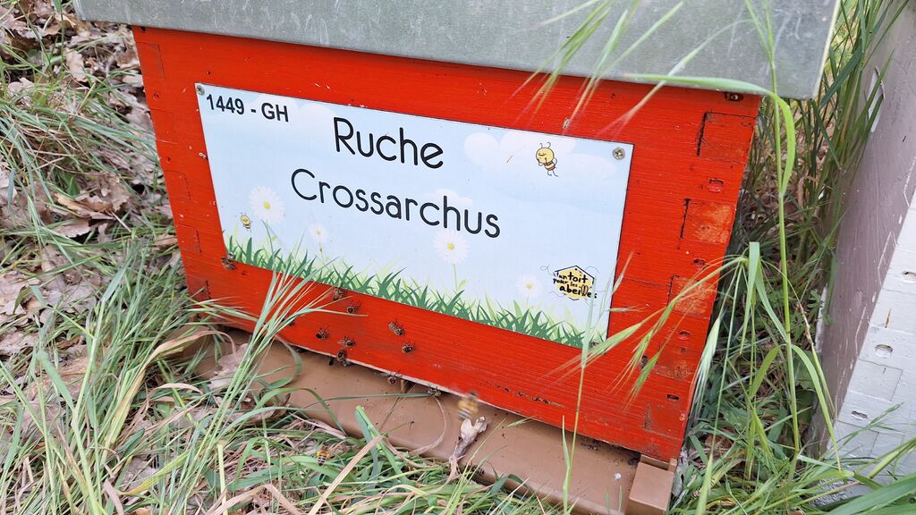 La ruche Crossarchus