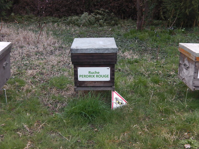 La ruche Perdrix rouge