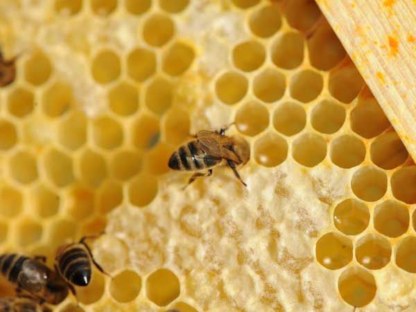 La ruche Perdrix rouge