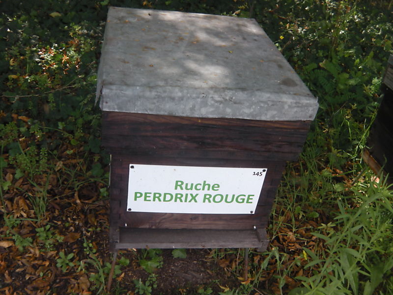 La ruche Perdrix rouge