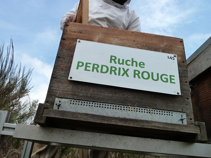 La ruche Perdrix rouge
