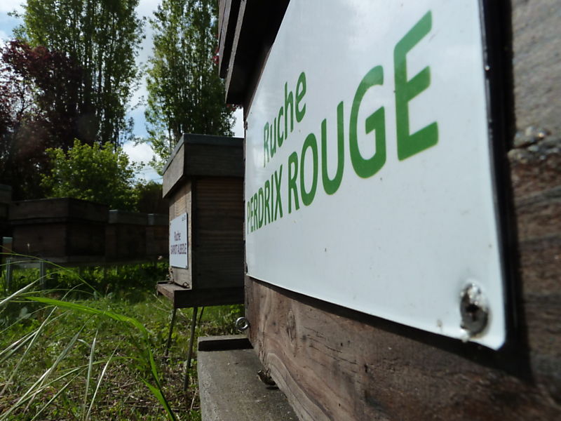 La ruche Perdrix rouge