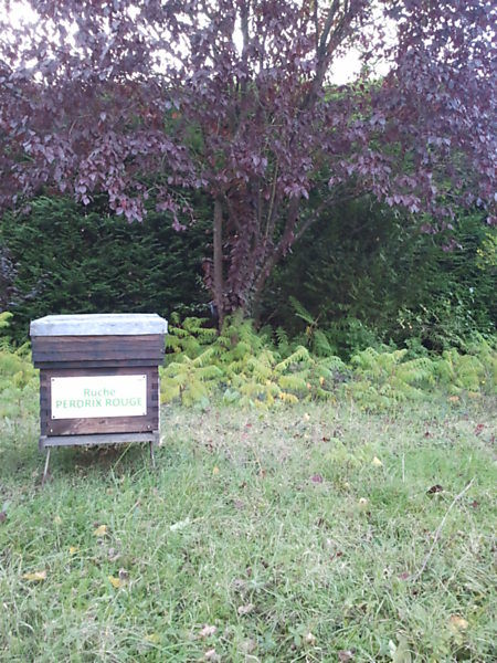 La ruche Perdrix rouge