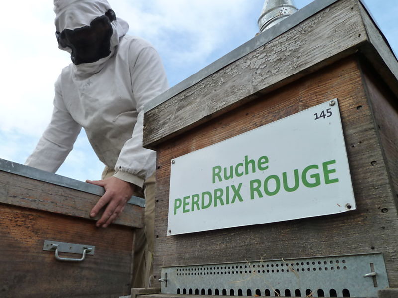 La ruche Perdrix rouge