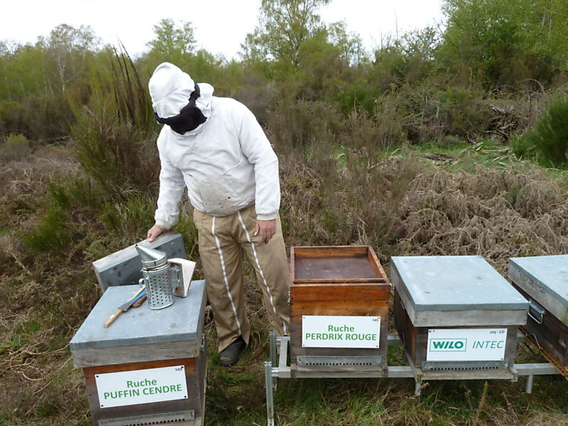 La ruche Perdrix rouge