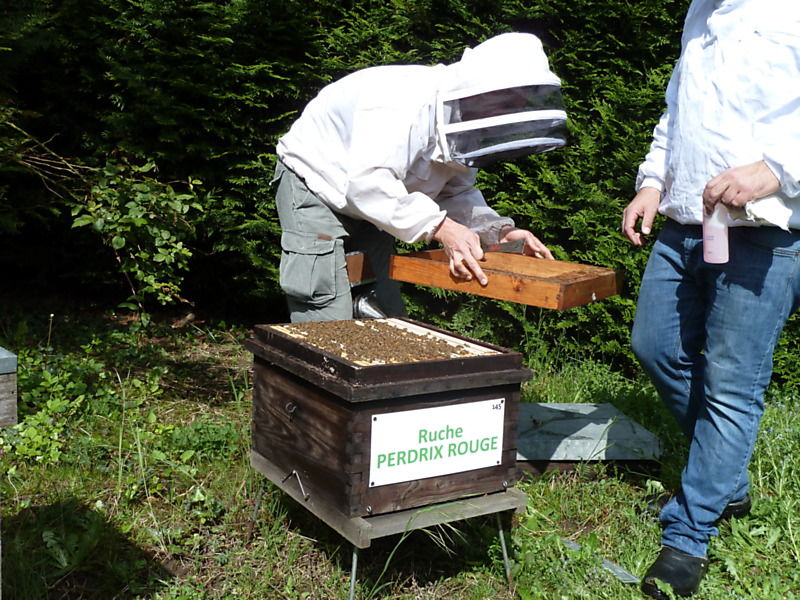 La ruche Perdrix rouge