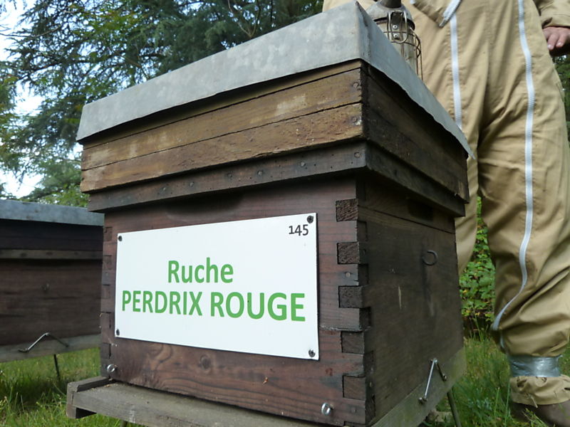 La ruche Perdrix rouge