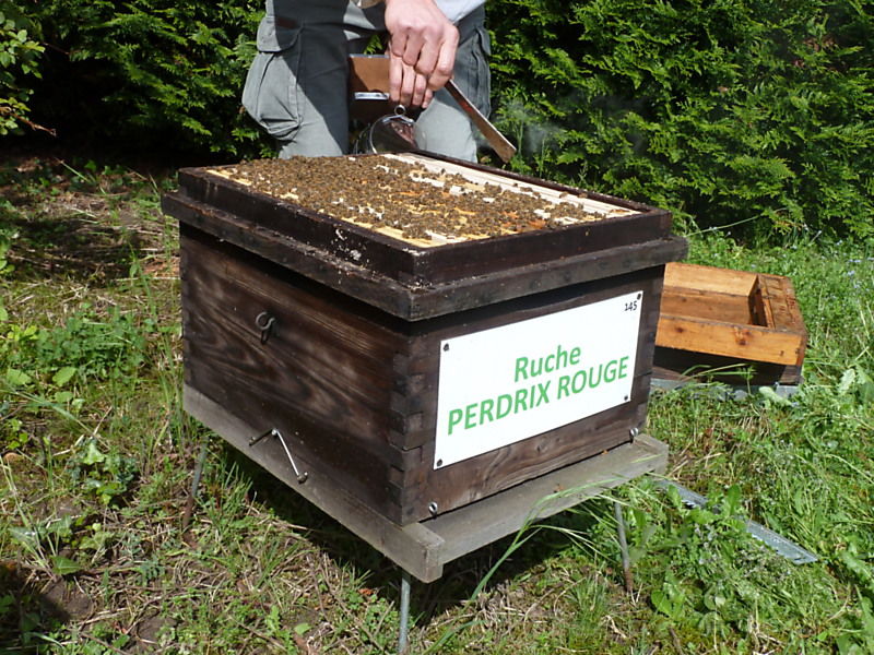 La ruche Perdrix rouge
