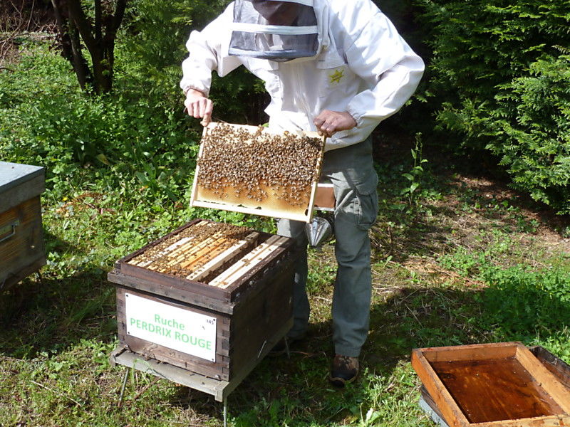 La ruche Perdrix rouge