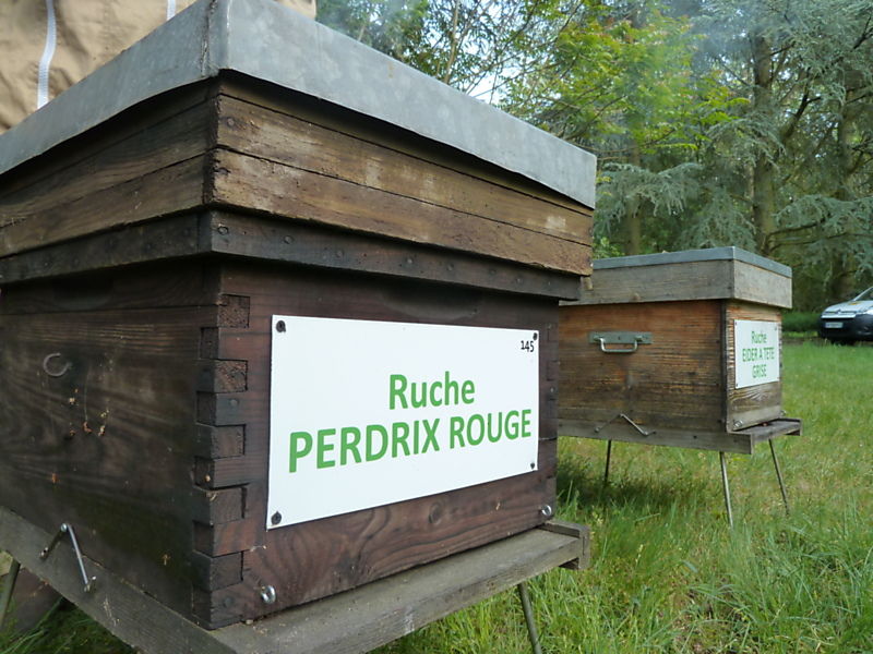 La ruche Perdrix rouge