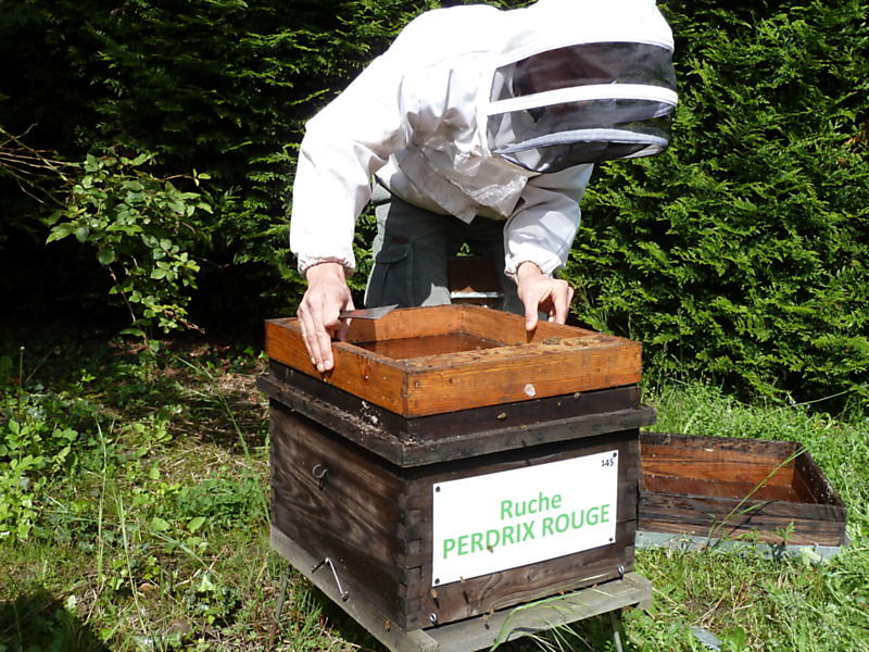 La ruche Perdrix rouge