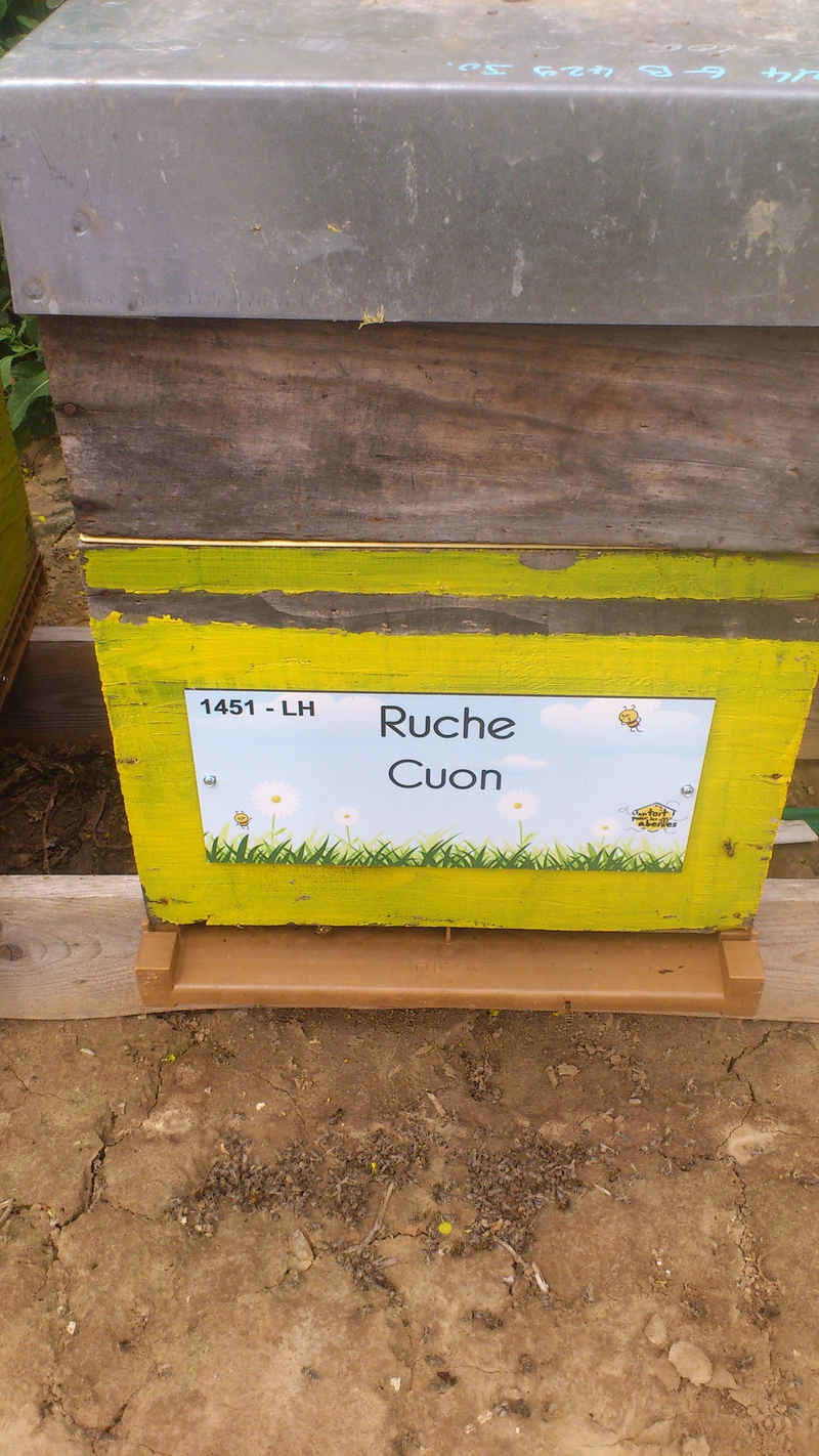 La ruche Cuon
