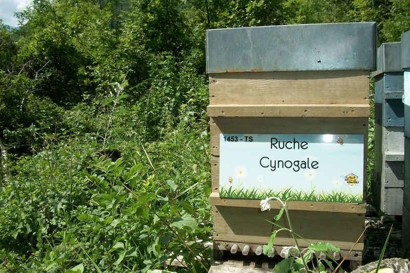 La ruche Cynogale