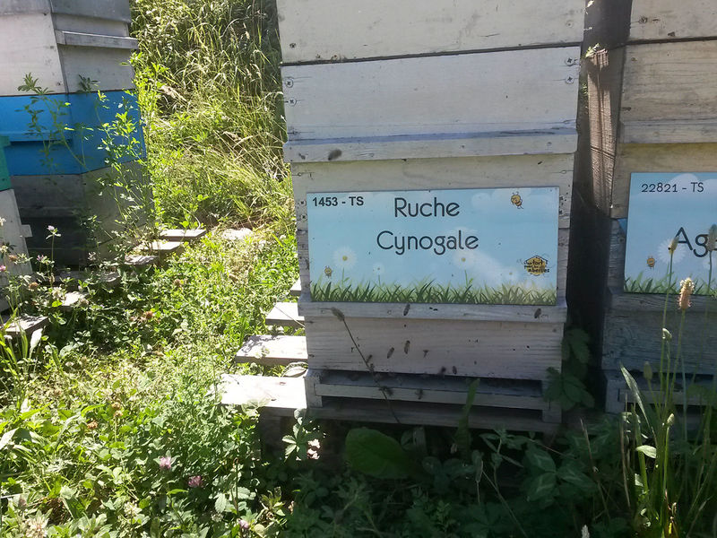 La ruche Cynogale